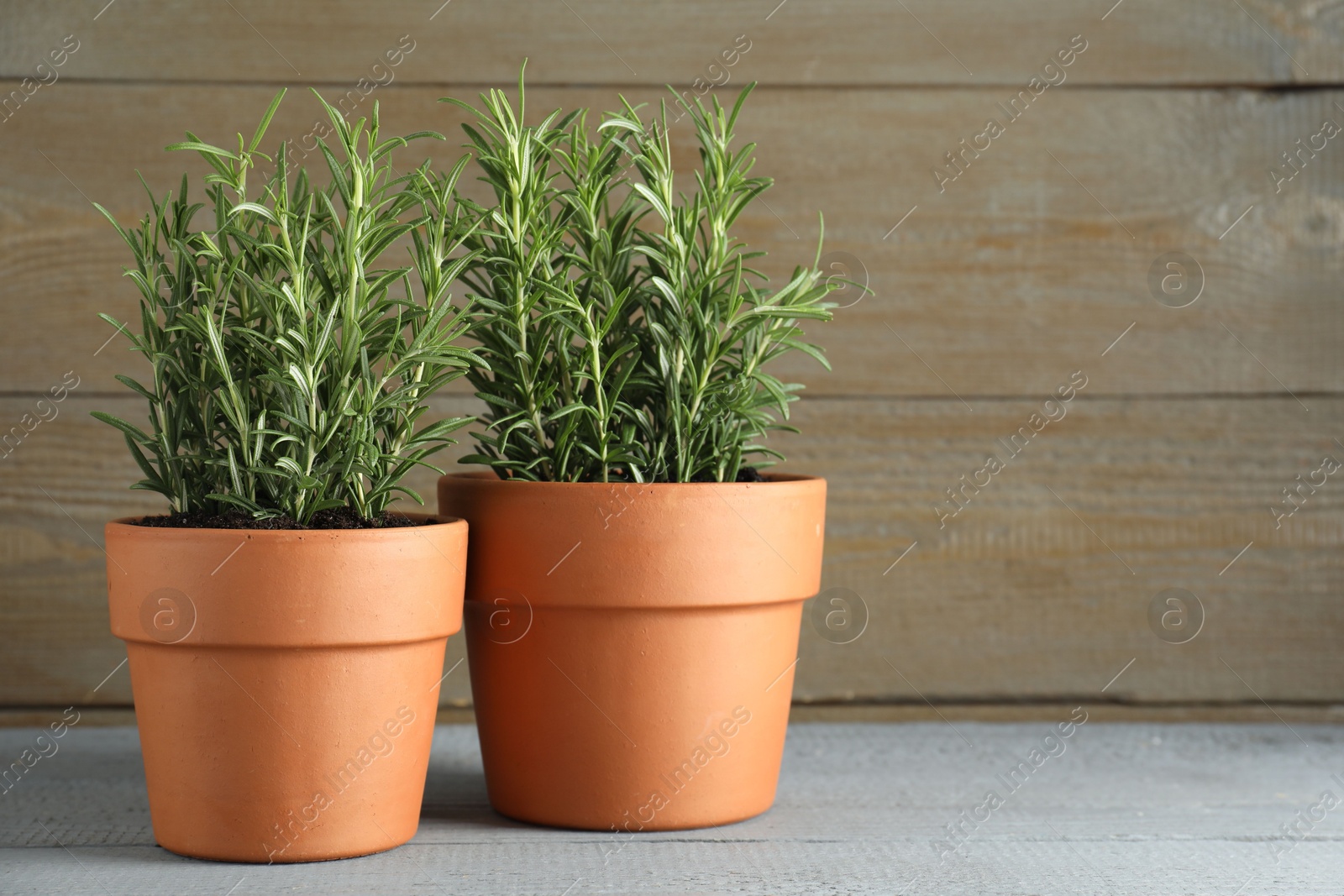 Photo of Rosemary plants growing in pots on grey wooden table, space for text. Aromatic herb