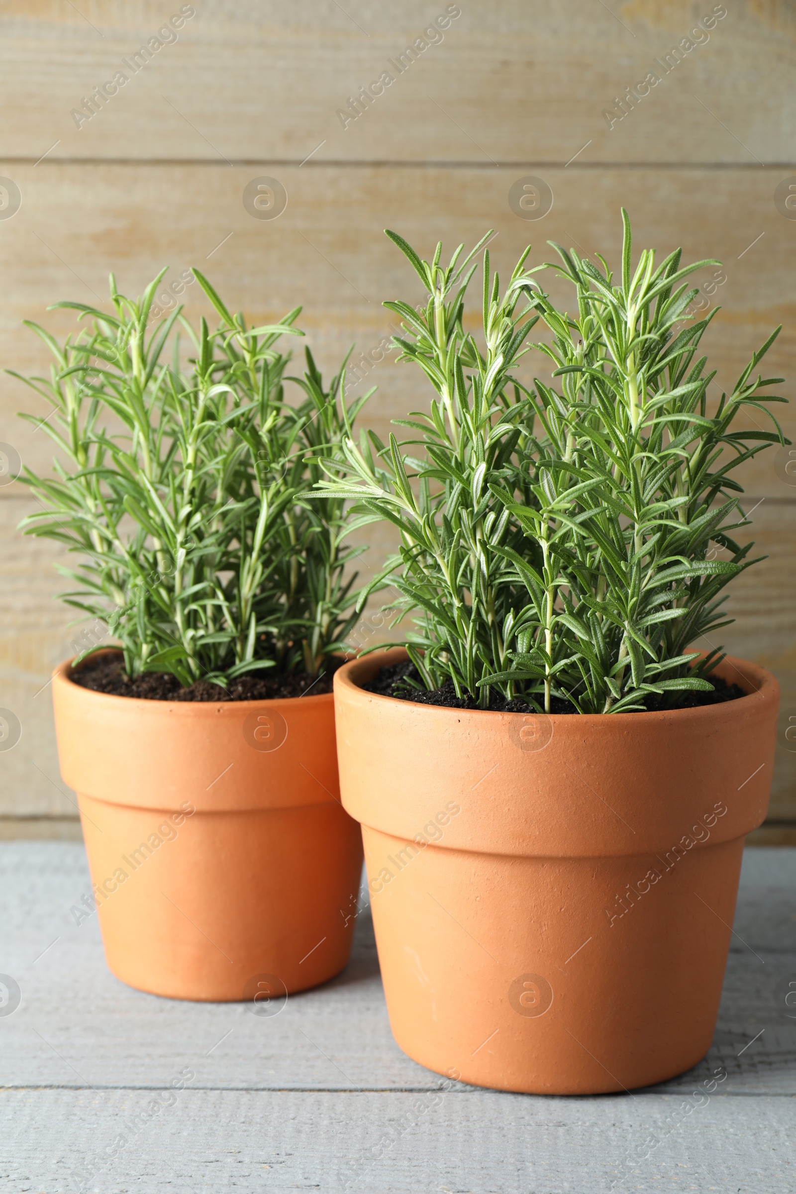 Photo of Rosemary plants growing in pots on grey wooden table. Aromatic herb