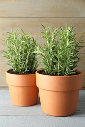 Photo of Rosemary plants growing in pots on grey wooden table. Aromatic herb