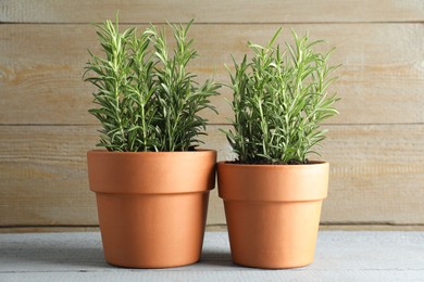 Photo of Rosemary plants growing in pots on grey wooden table. Aromatic herb