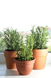 Photo of Rosemary plants growing in pots on windowsill. Aromatic herb