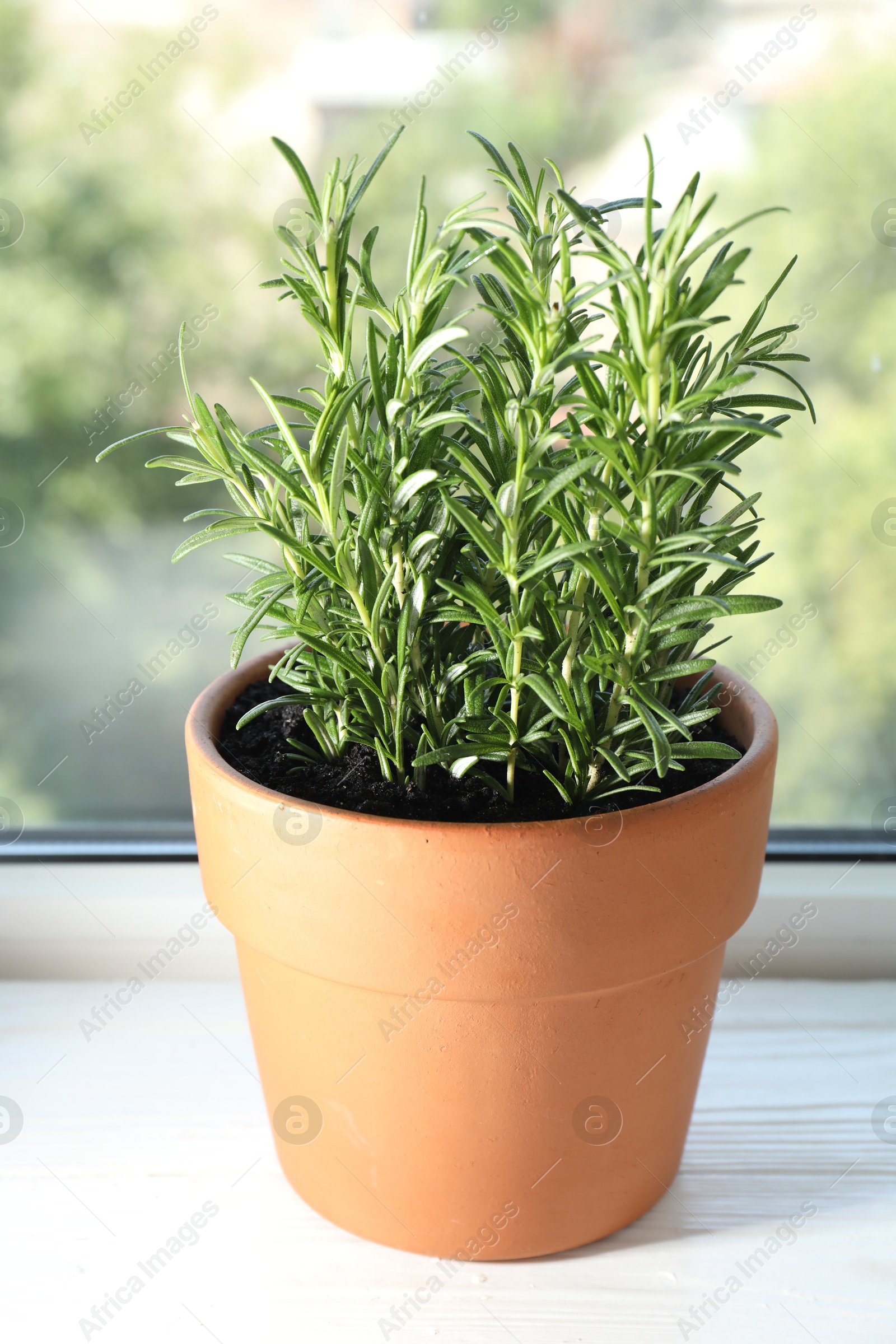 Photo of Rosemary plant growing in pot on windowsill. Aromatic herb