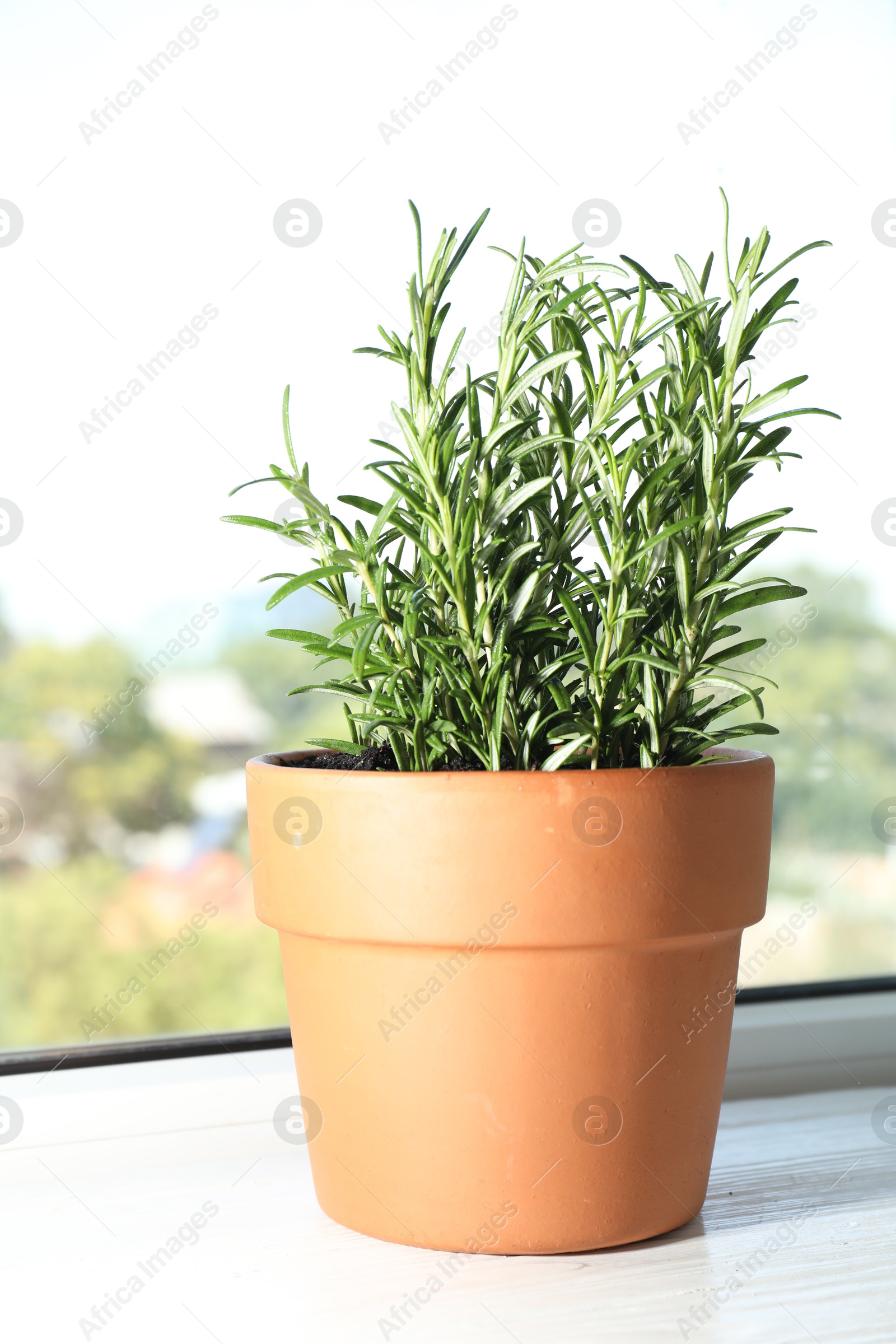 Photo of Rosemary plant growing in pot on windowsill. Aromatic herb