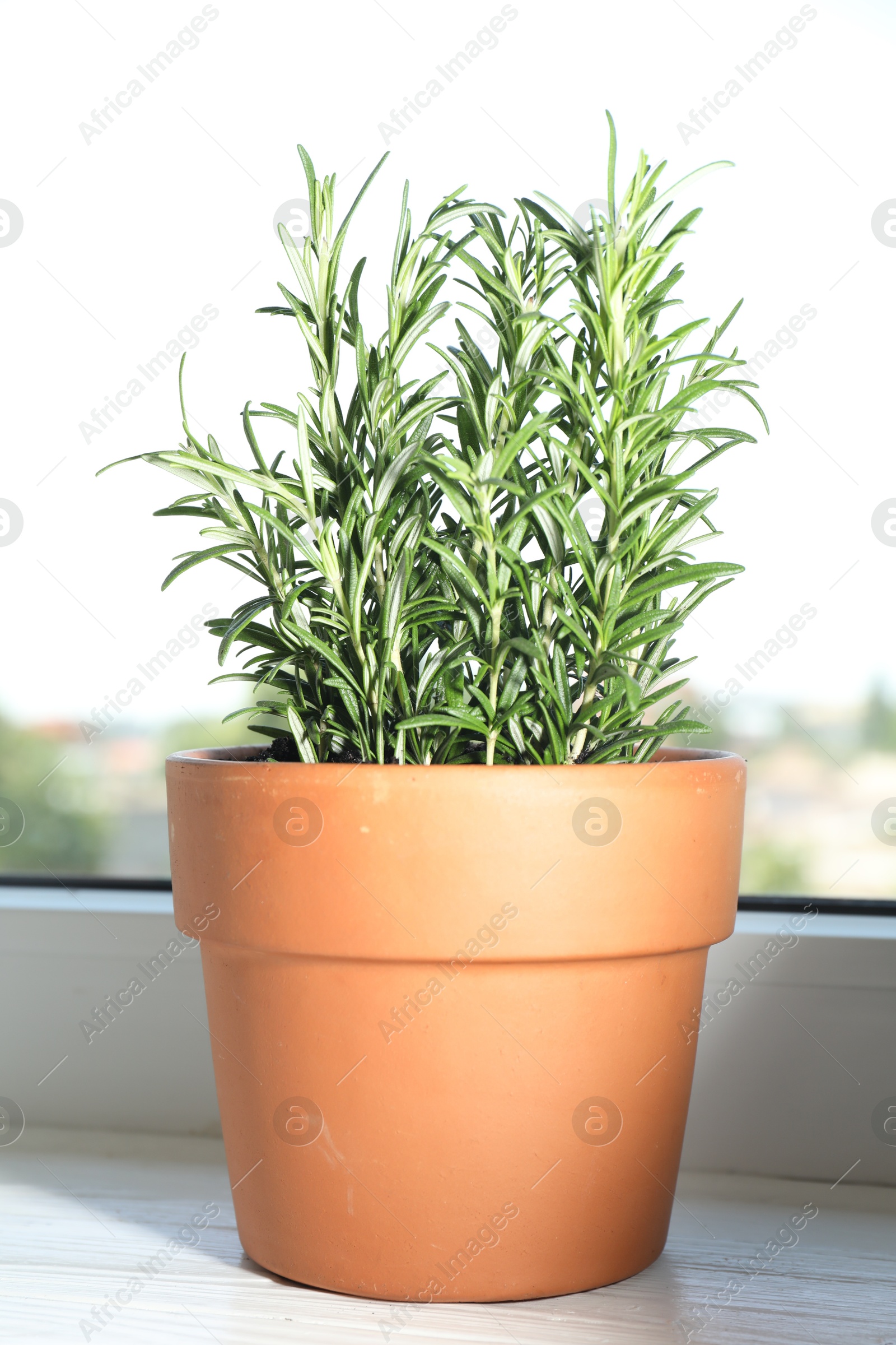 Photo of Rosemary plant growing in pot on windowsill. Aromatic herb