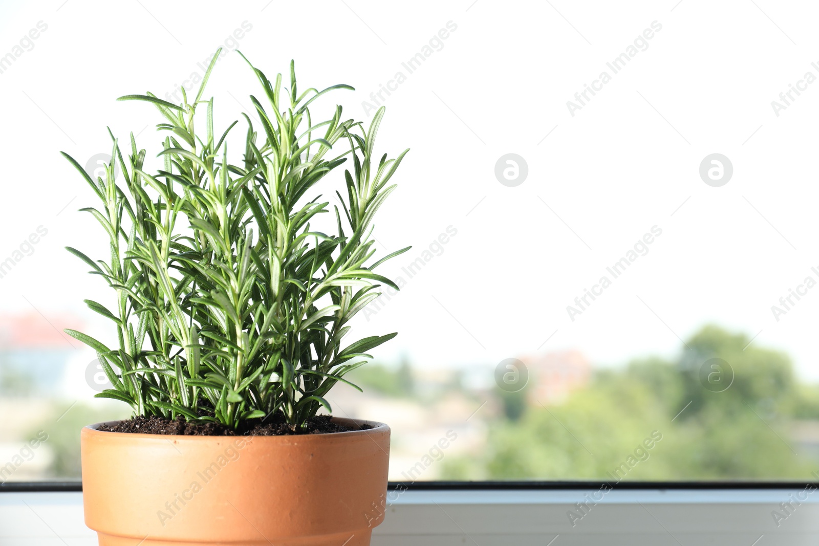 Photo of Rosemary plant growing in pot near window, space for text. Aromatic herb