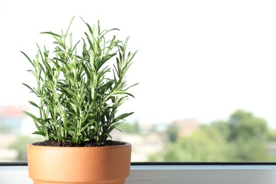 Photo of Rosemary plant growing in pot near window, space for text. Aromatic herb