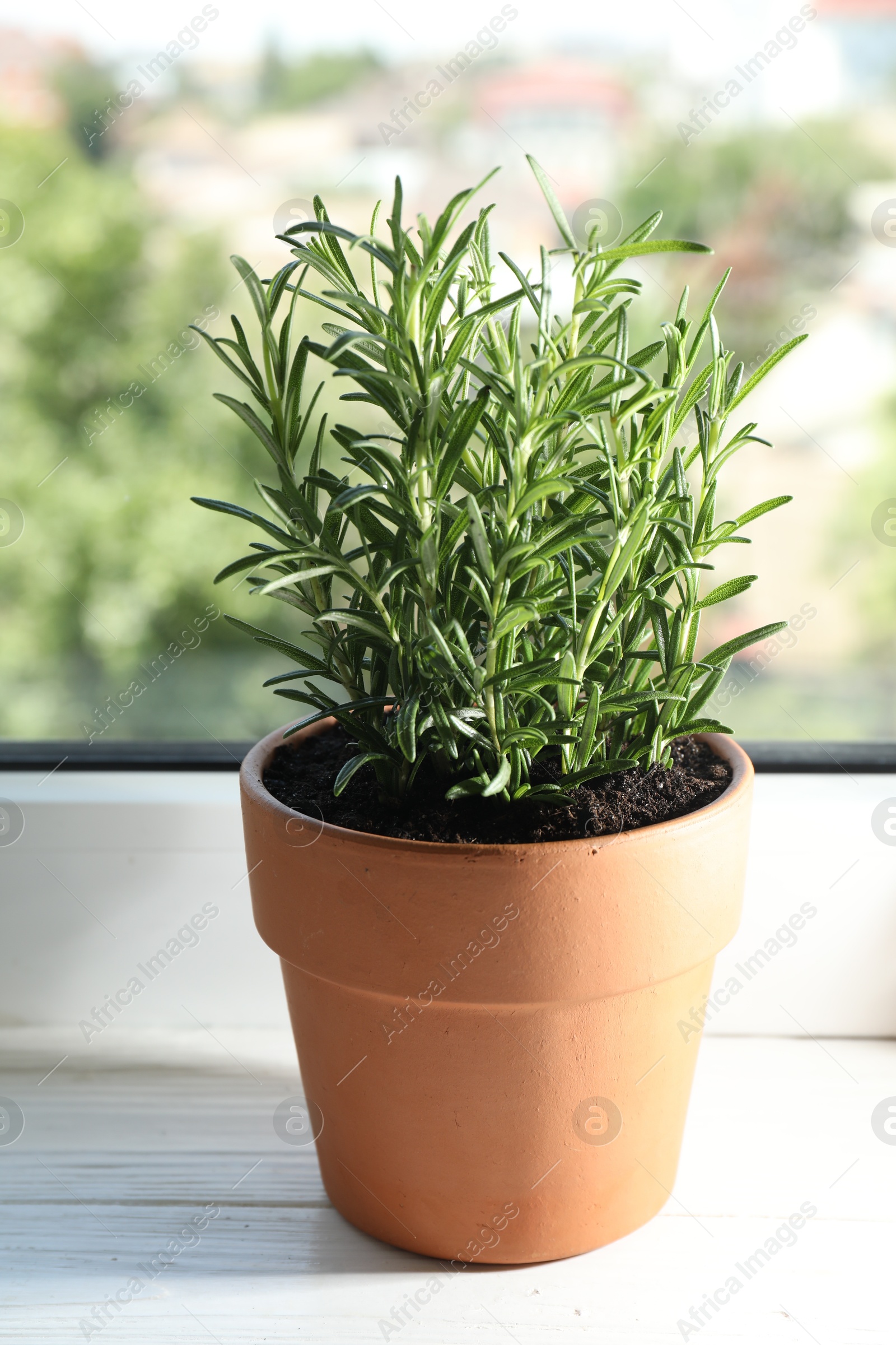 Photo of Rosemary plant growing in pot on windowsill. Aromatic herb