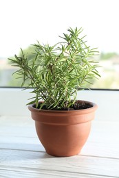 Photo of Rosemary plant growing in pot on windowsill. Aromatic herb