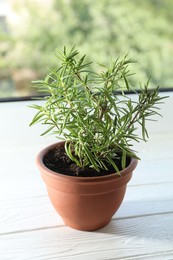 Photo of Rosemary plant growing in pot on windowsill. Aromatic herb