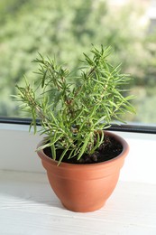 Photo of Rosemary plant growing in pot on windowsill. Aromatic herb