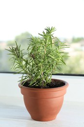 Photo of Rosemary plant growing in pot on windowsill. Aromatic herb