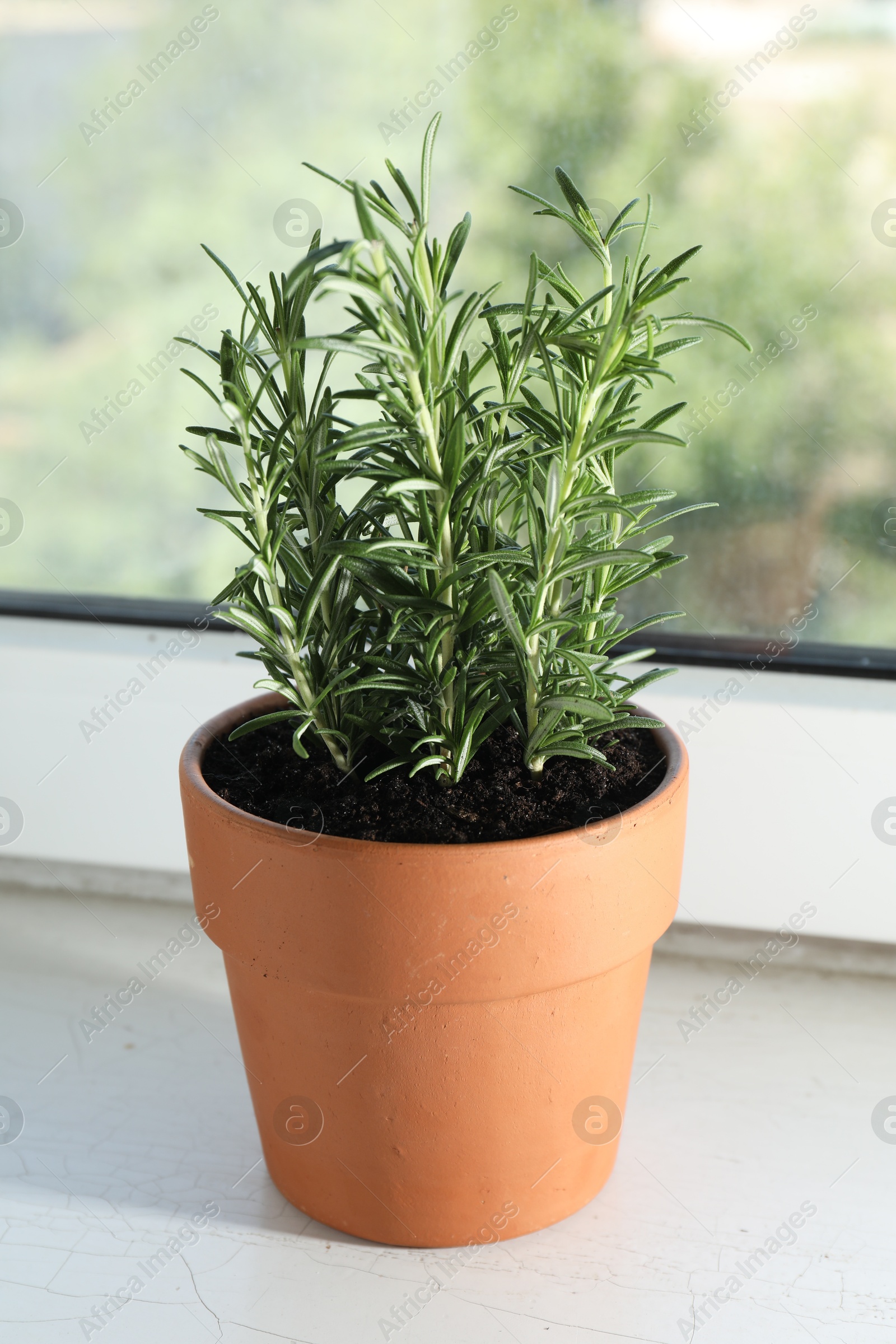 Photo of Rosemary plant growing in pot on windowsill. Aromatic herb