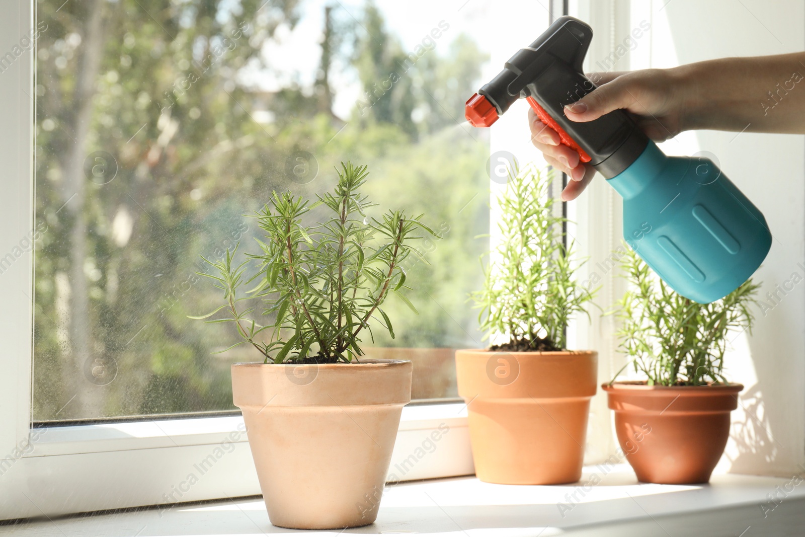 Photo of Woman spraying aromatic green rosemary at windowsill, closeup