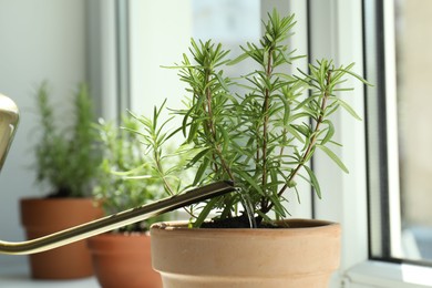 Photo of Watering aromatic green rosemary near window, closeup