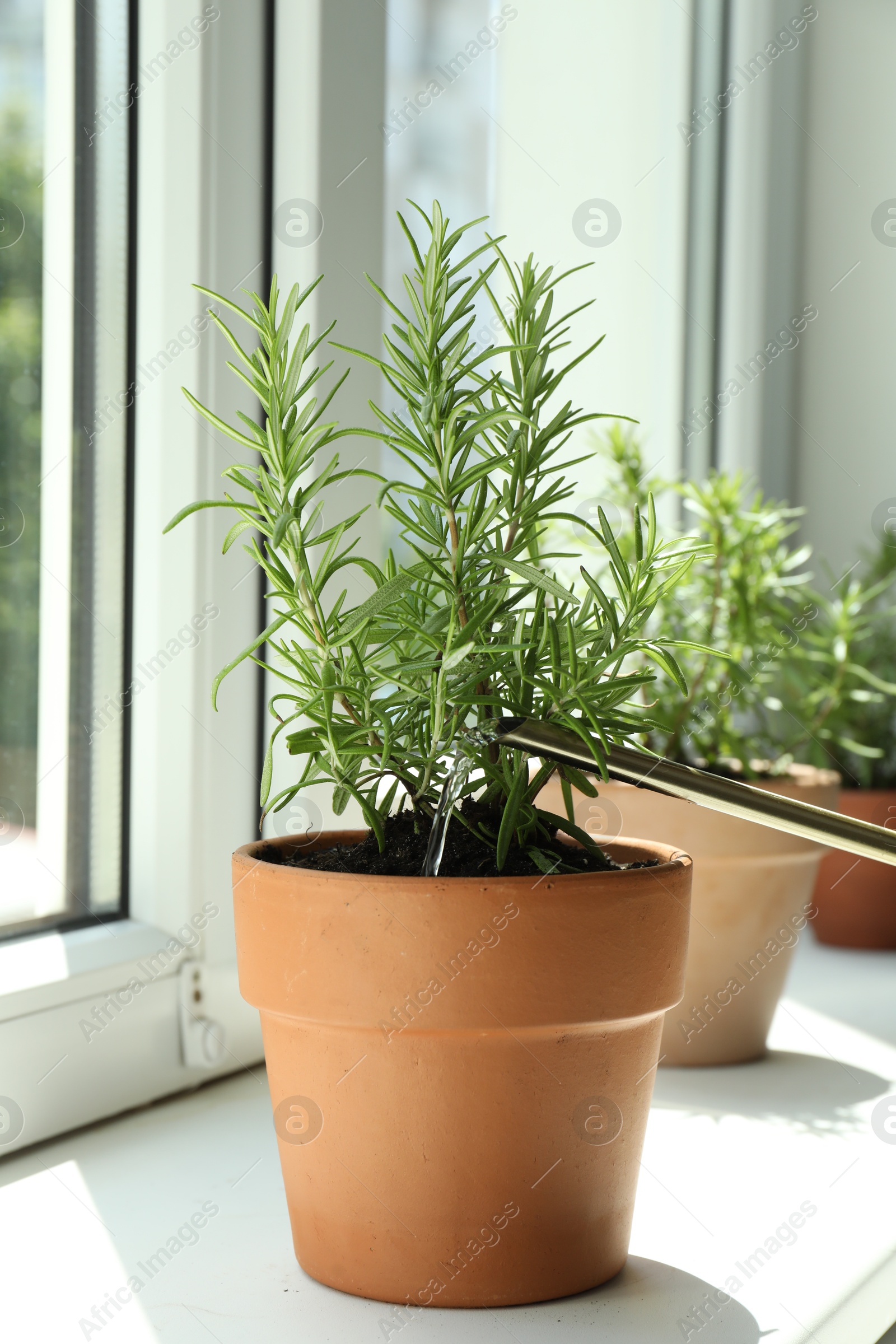 Photo of Watering aromatic green rosemary at windowsill, closeup