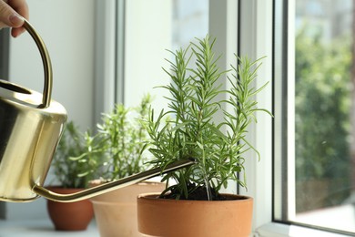 Photo of Woman watering aromatic green rosemary at windowsill, closeup