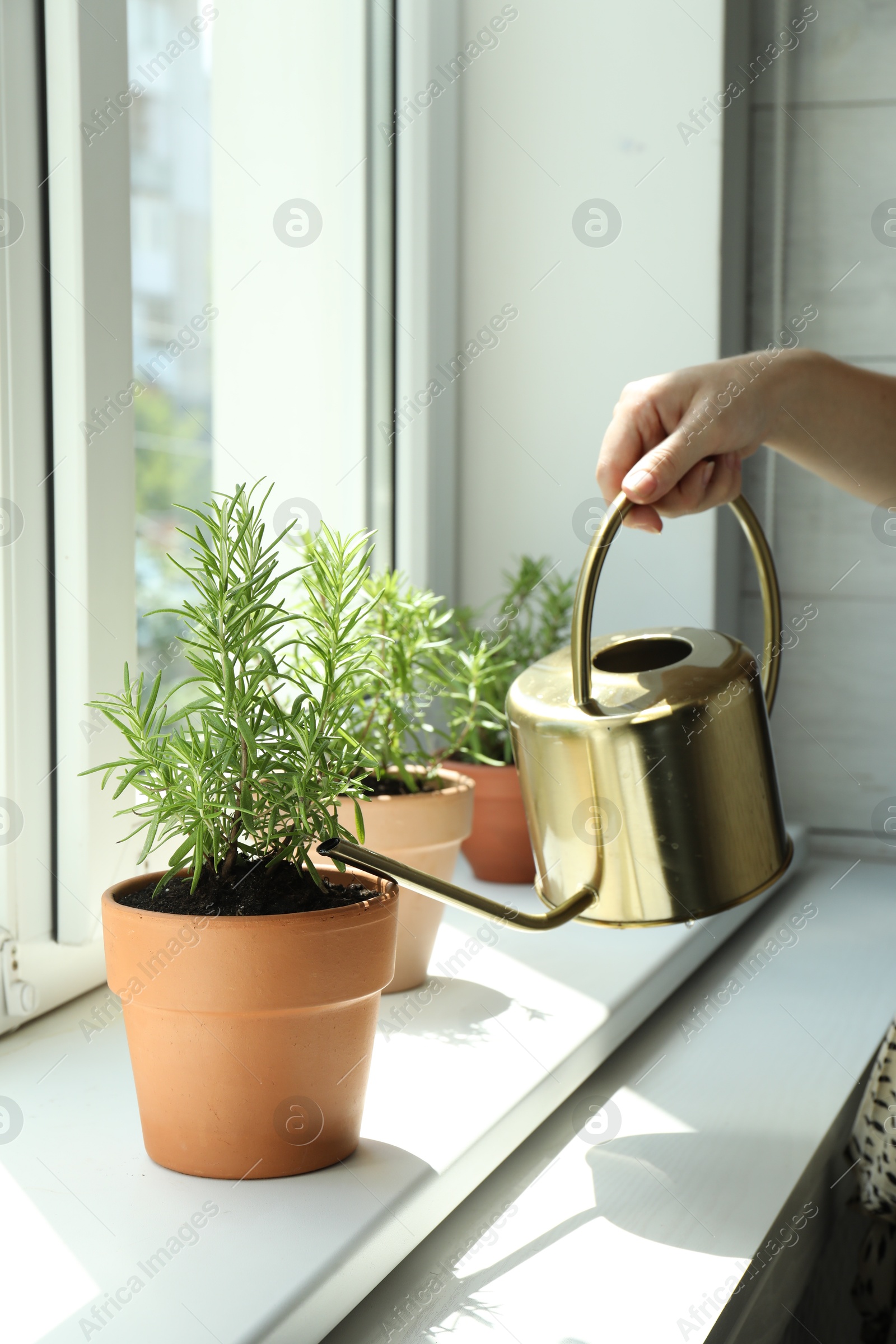 Photo of Woman watering aromatic green rosemary at windowsill, closeup