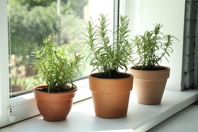 Photo of Aromatic rosemary plants in pots on windowsill indoors