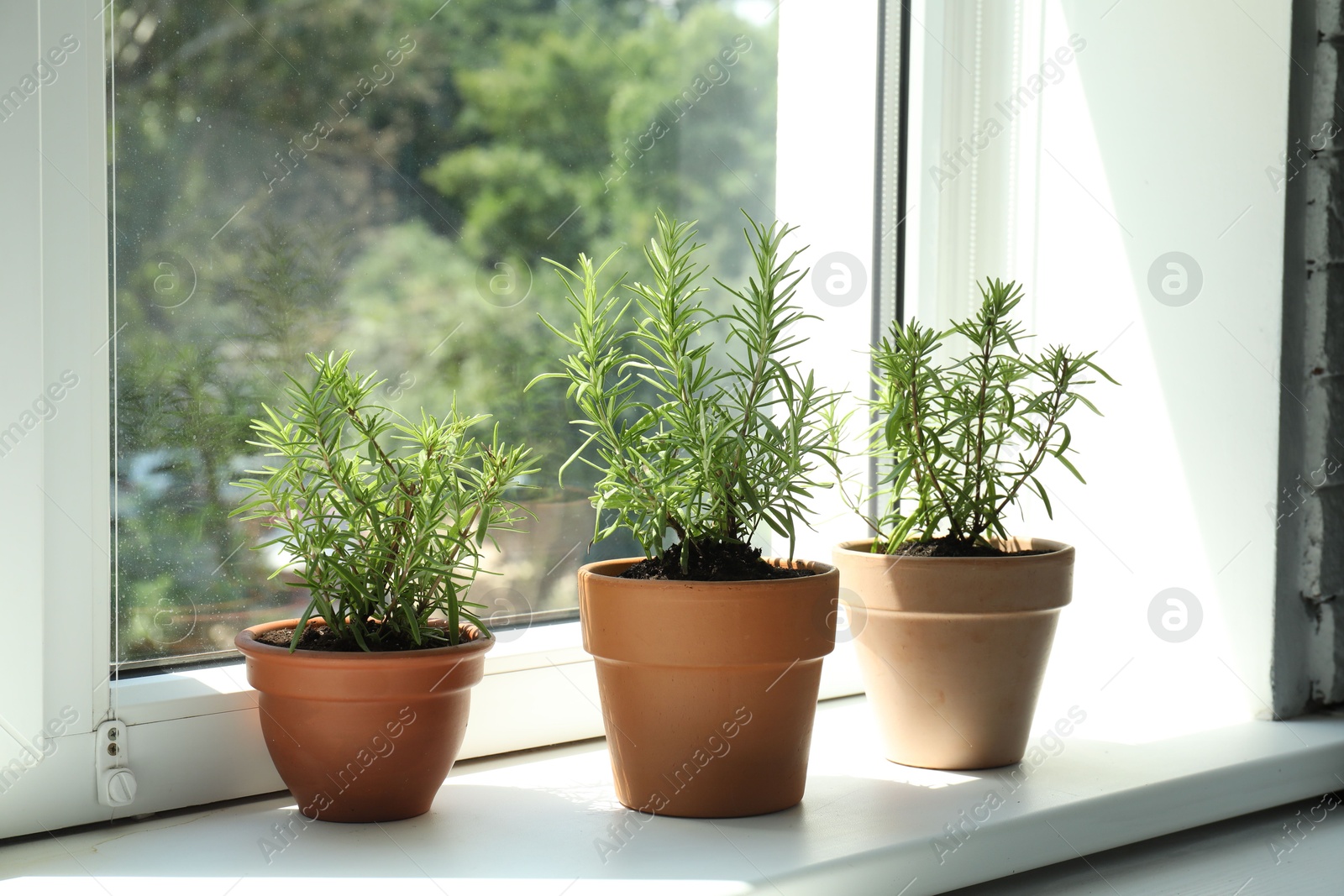 Photo of Aromatic rosemary plants in pots on windowsill indoors