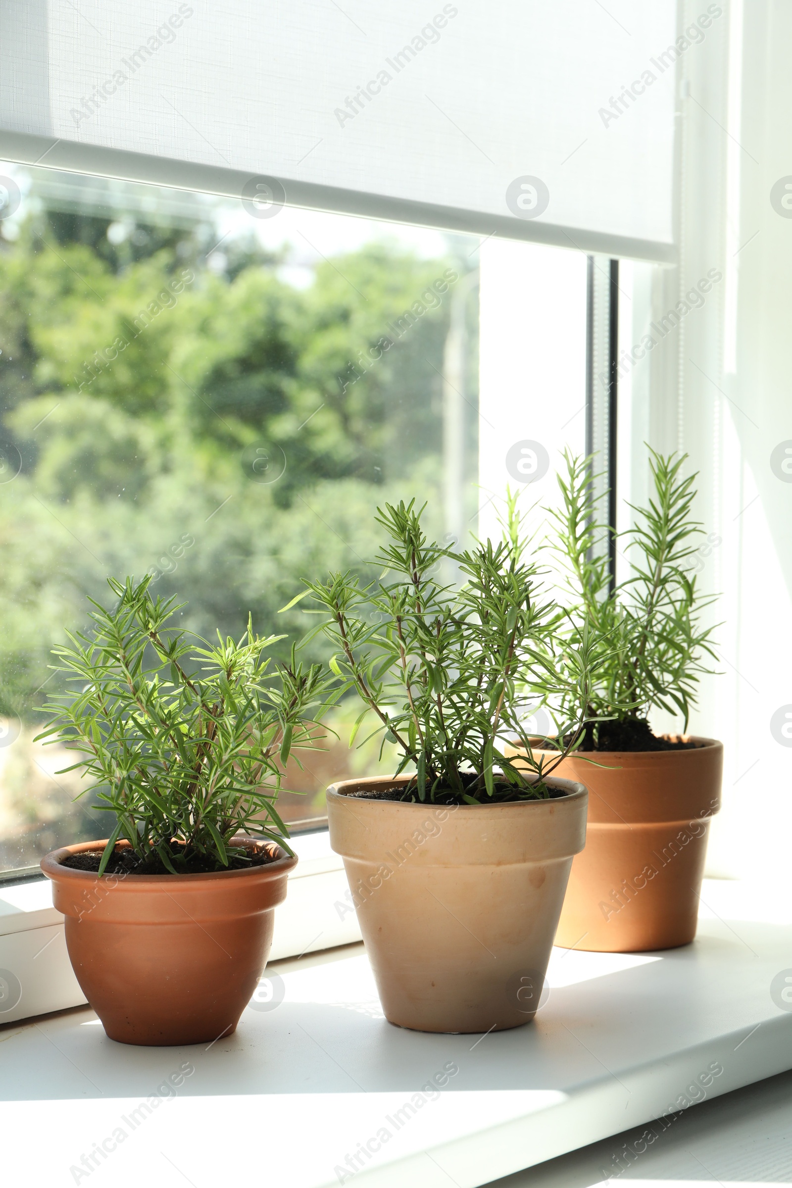 Photo of Aromatic rosemary plants in pots on windowsill indoors