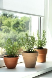 Photo of Aromatic rosemary plants in pots on windowsill indoors