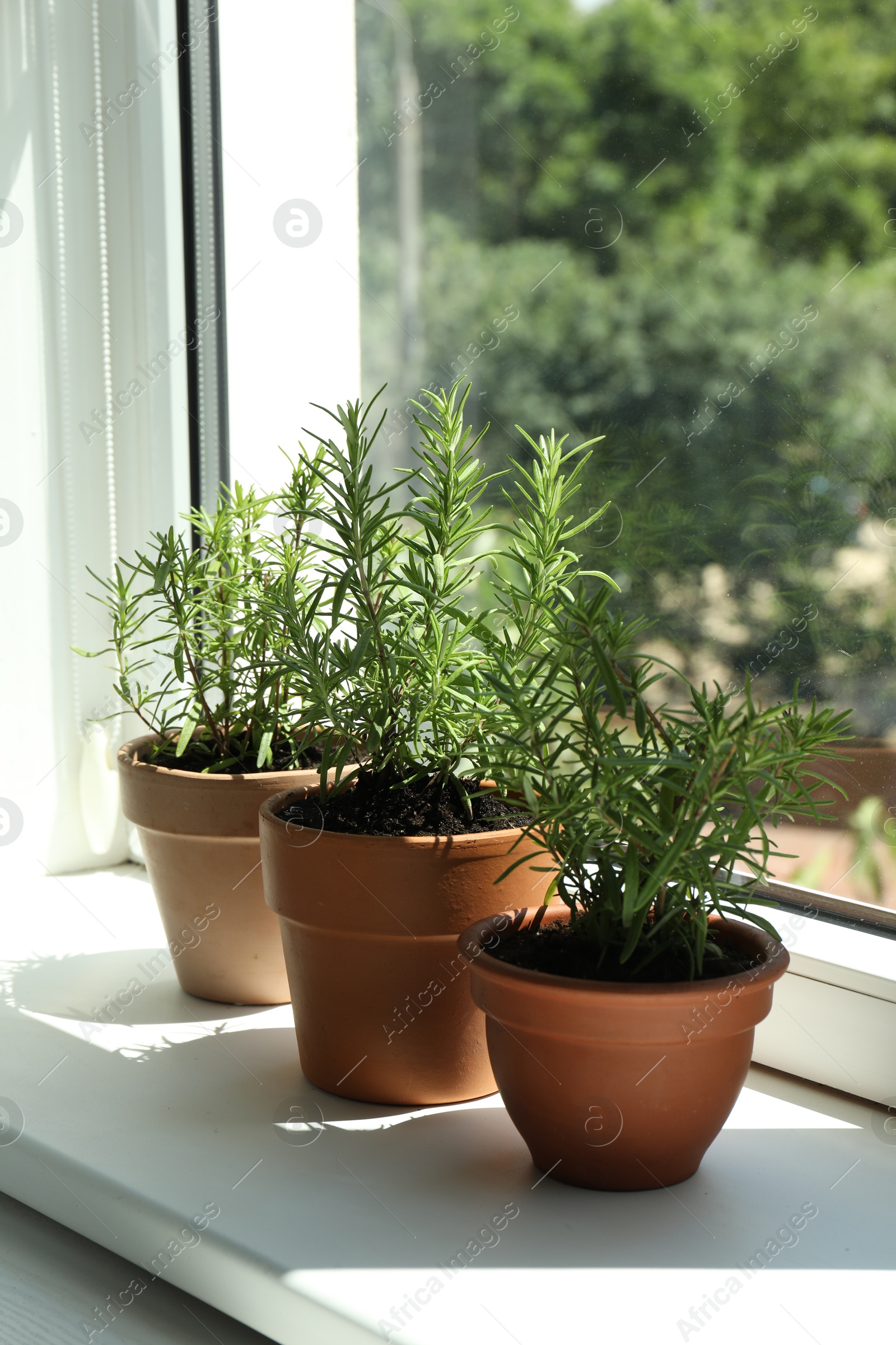 Photo of Aromatic rosemary plants in pots on windowsill indoors