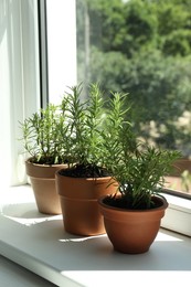 Photo of Aromatic rosemary plants in pots on windowsill indoors