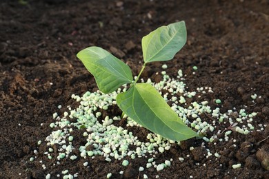 Photo of Green plant and fertilizer on soil outdoors