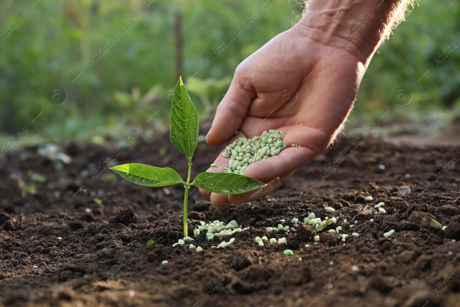 Photo of Man putting fertilizer onto soil under plant outdoors, closeup