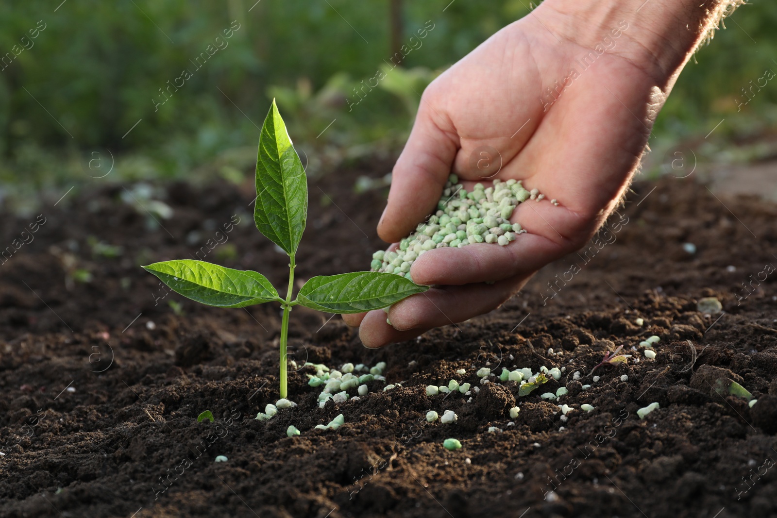 Photo of Man putting fertilizer onto soil under plant outdoors, closeup