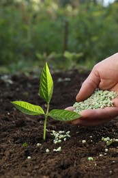 Photo of Man putting fertilizer onto soil under plant outdoors, closeup