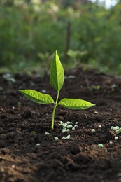 Photo of Green plant and fertilizer on soil outdoors