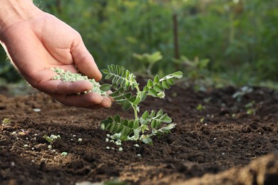 Photo of Man putting fertilizer onto soil under plant outdoors, closeup