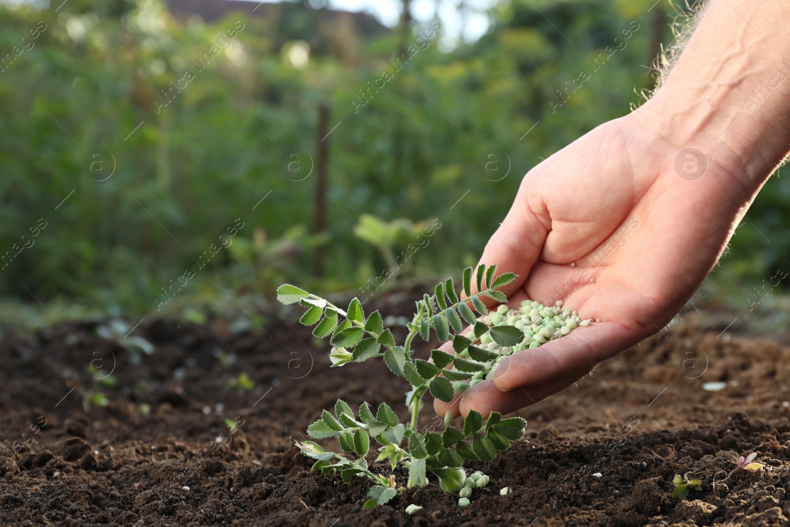 Photo of Man putting fertilizer onto soil under plant outdoors, closeup