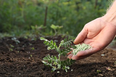 Photo of Man putting fertilizer onto soil under plant outdoors, closeup