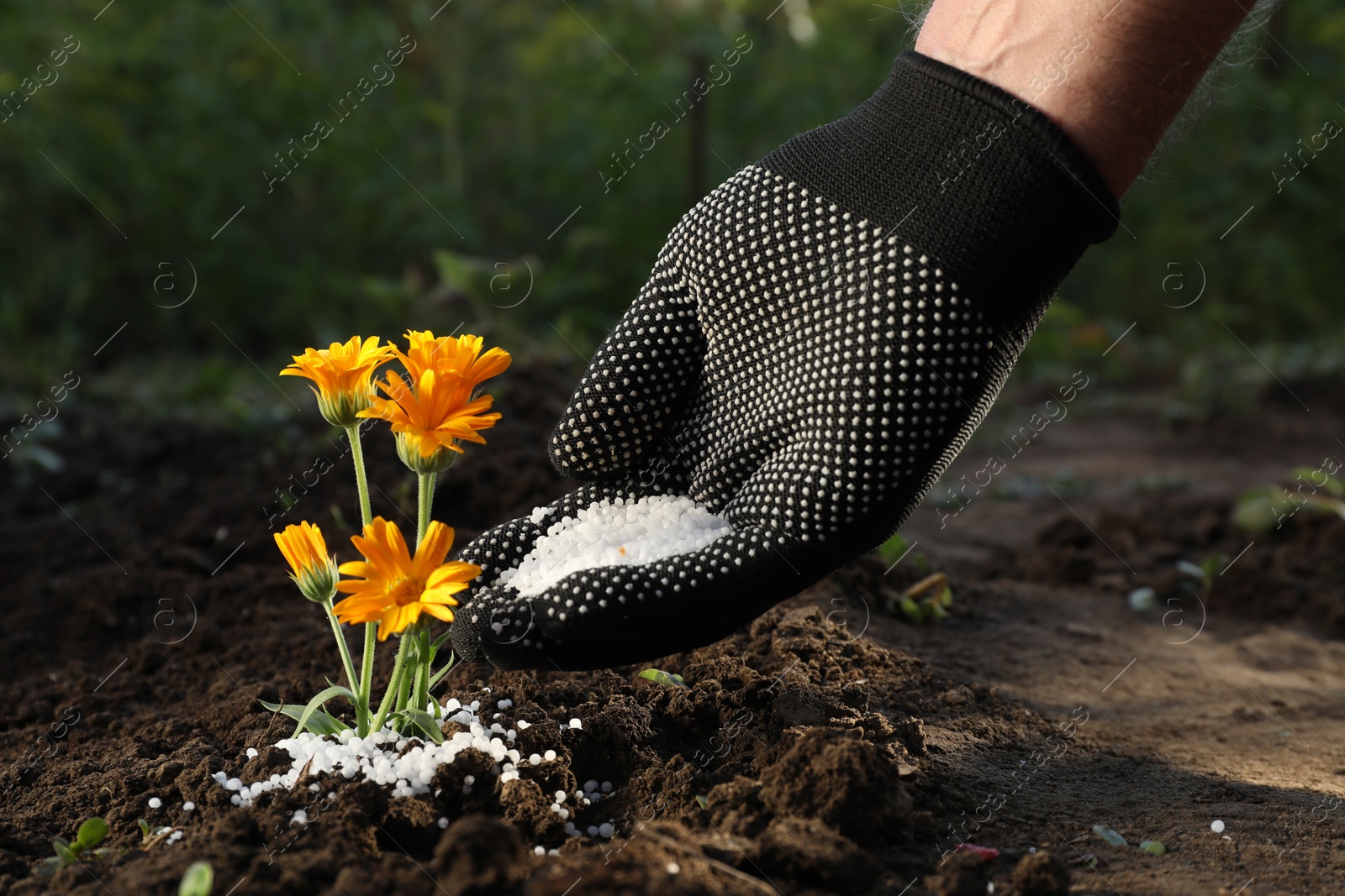 Photo of Man putting fertilizer onto soil under plant outdoors, closeup