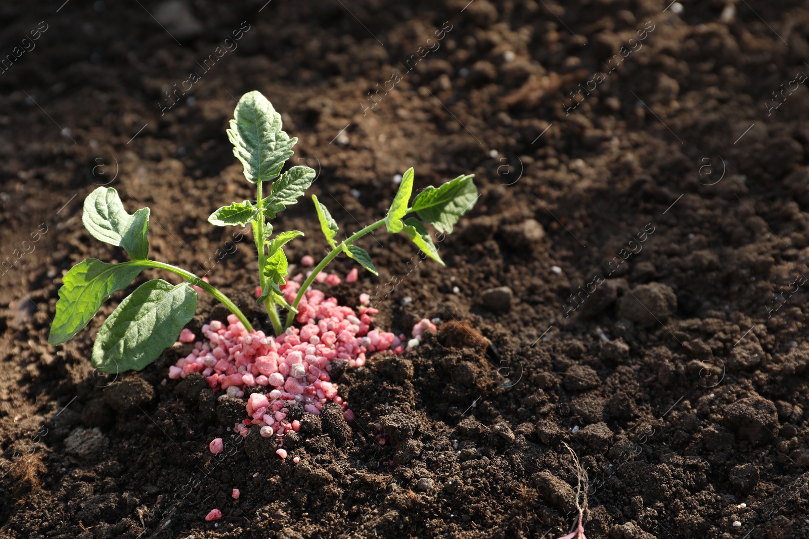 Photo of Plant and fertilizer on soil outdoors. Space for text