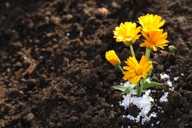 Photo of Plant and fertilizer on soil outdoors. Space for text