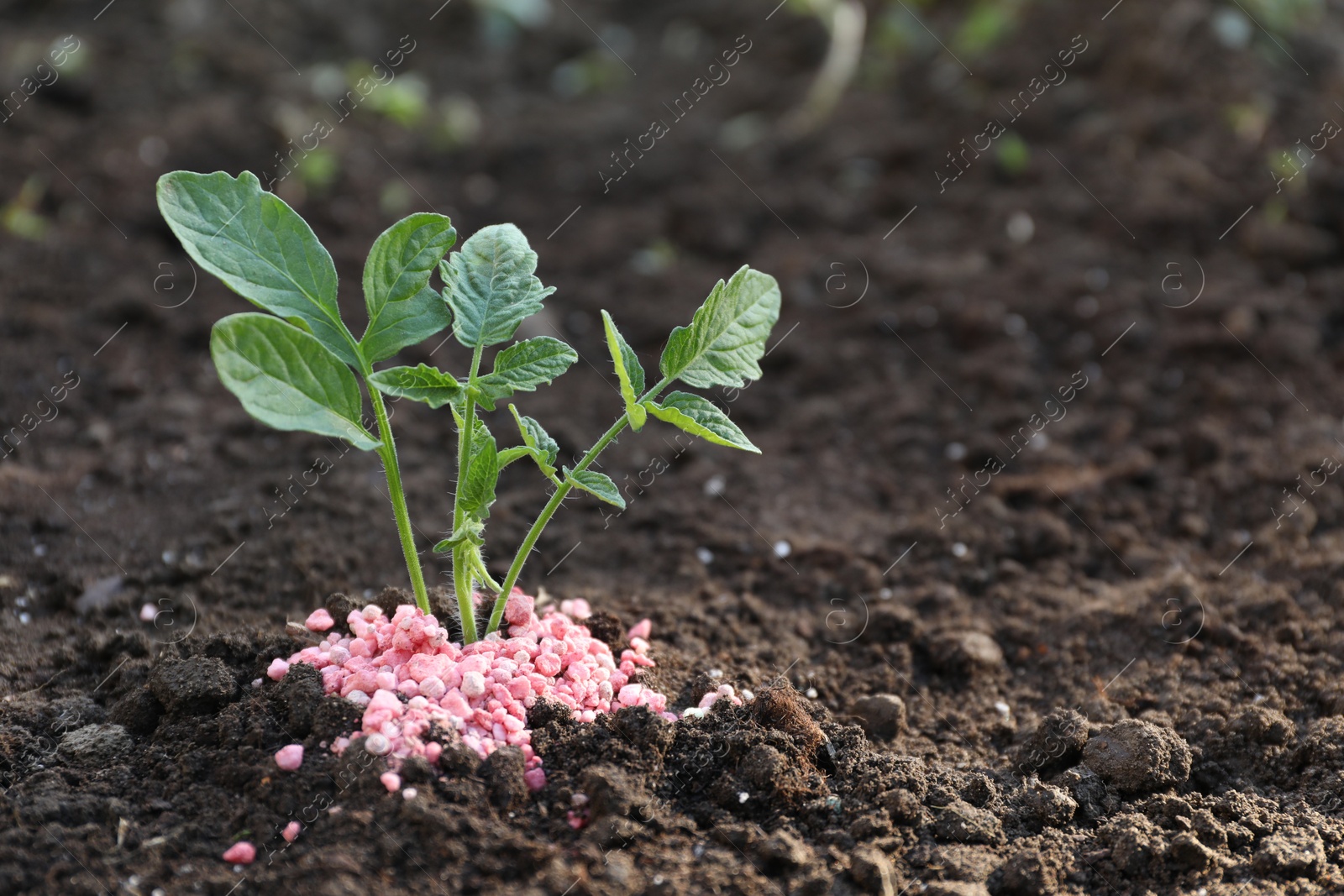 Photo of Plant and fertilizer on soil outdoors. Space for text