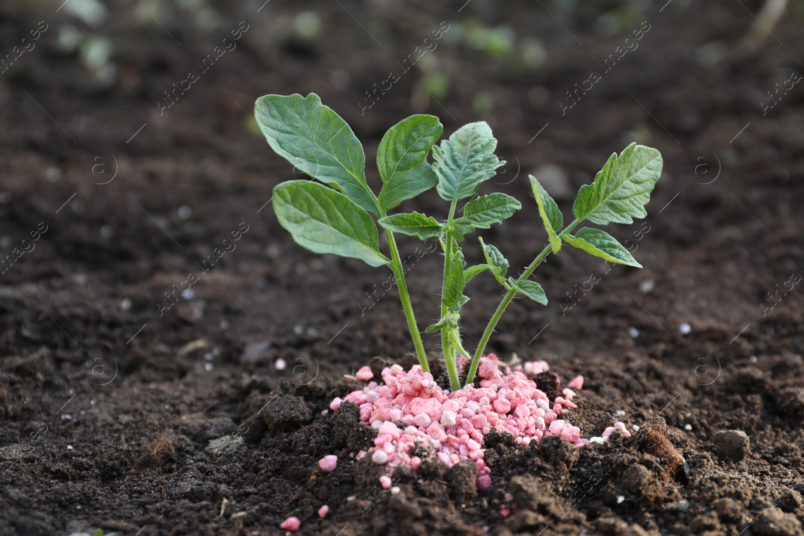 Photo of Plant and fertilizer on soil outdoors. Space for text