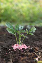 Photo of Green plant and fertilizer on soil outdoors