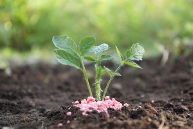 Photo of Green plant and fertilizer on soil outdoors