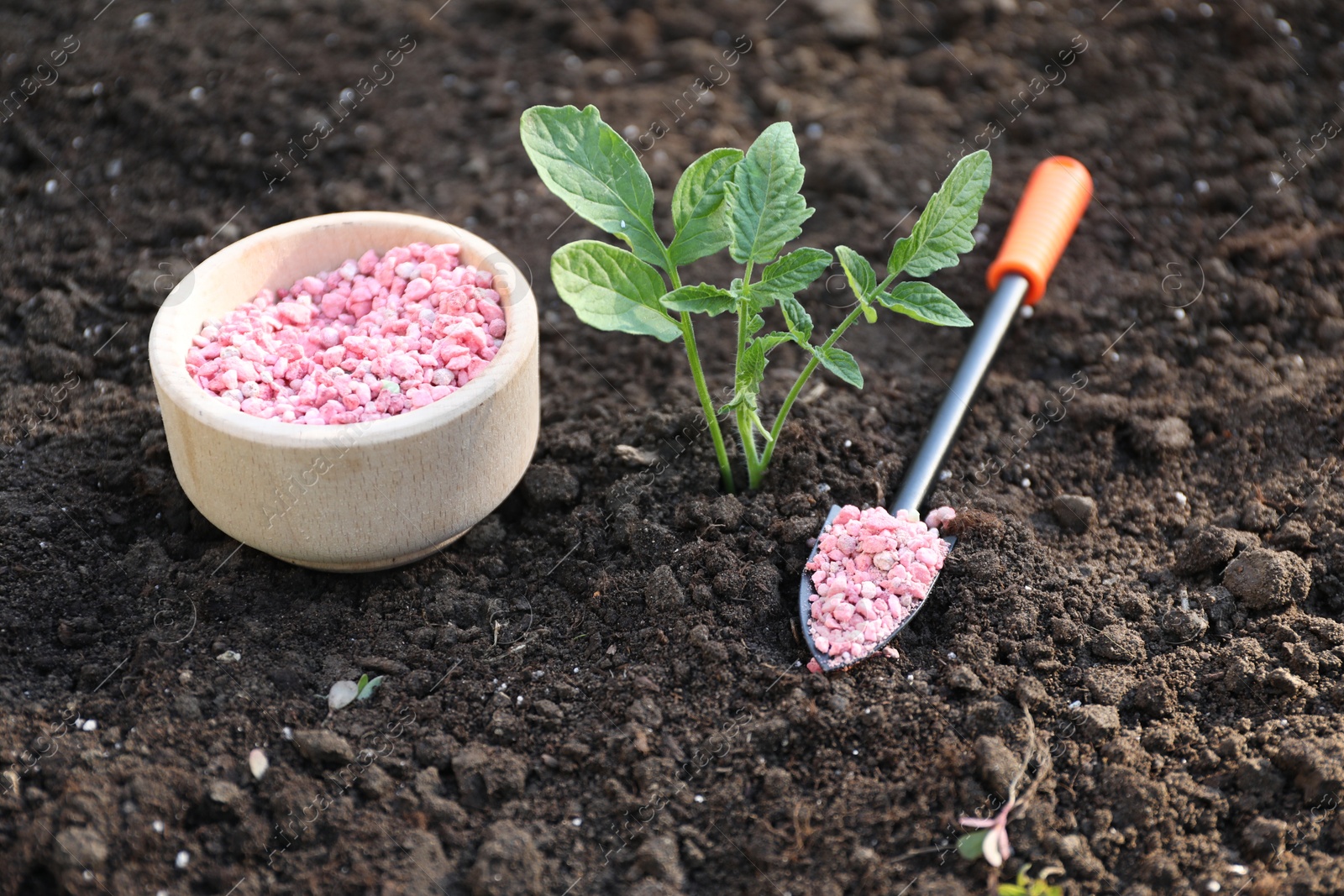 Photo of Plant, fertilizer and trowel on soil outdoors