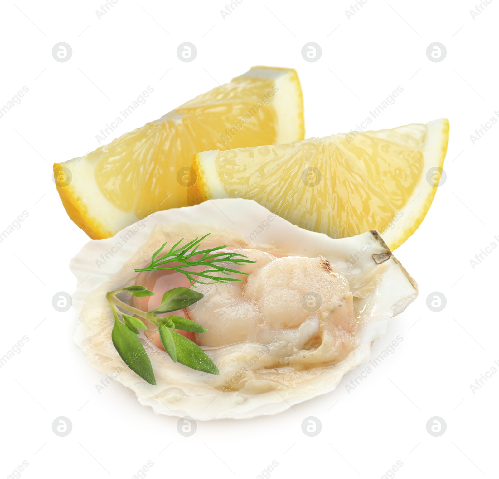 Image of Scallop in shell, lemon and herbs on white background