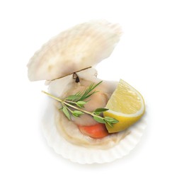 Scallop in shell with lemon and thyme on white background