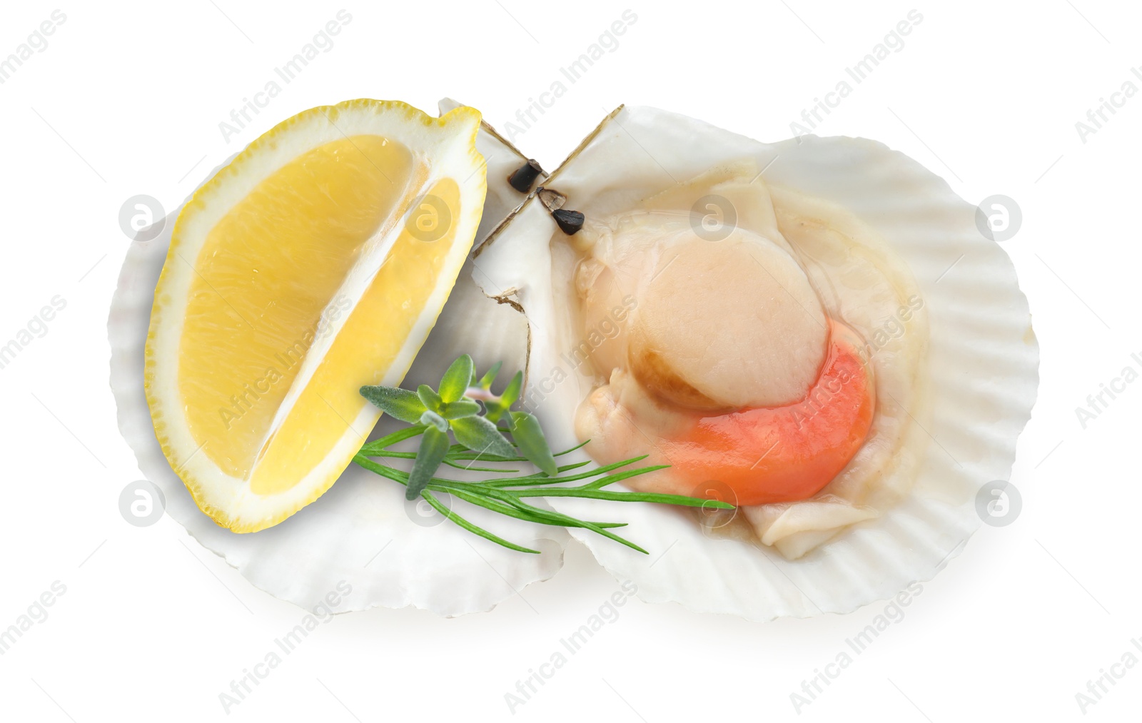 Image of Scallop in shell with lemon and herbs on white background