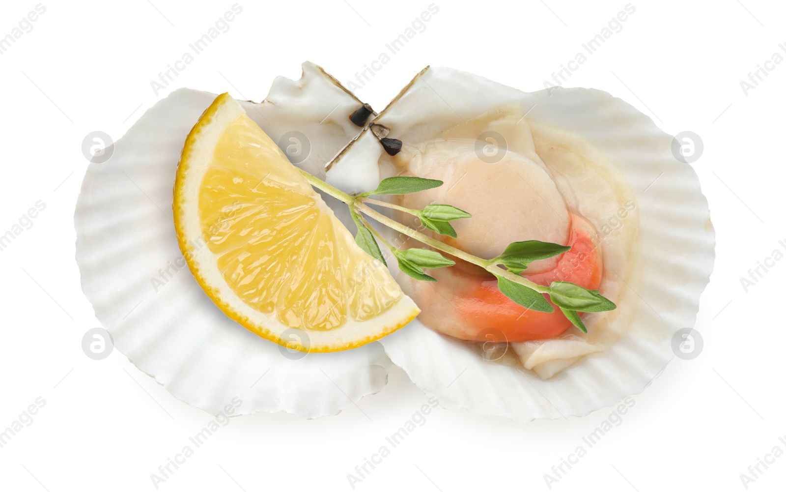 Image of Scallop in shell with lemon and thyme on white background