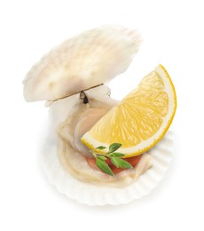 Image of Scallop in shell with lemon and thyme on white background