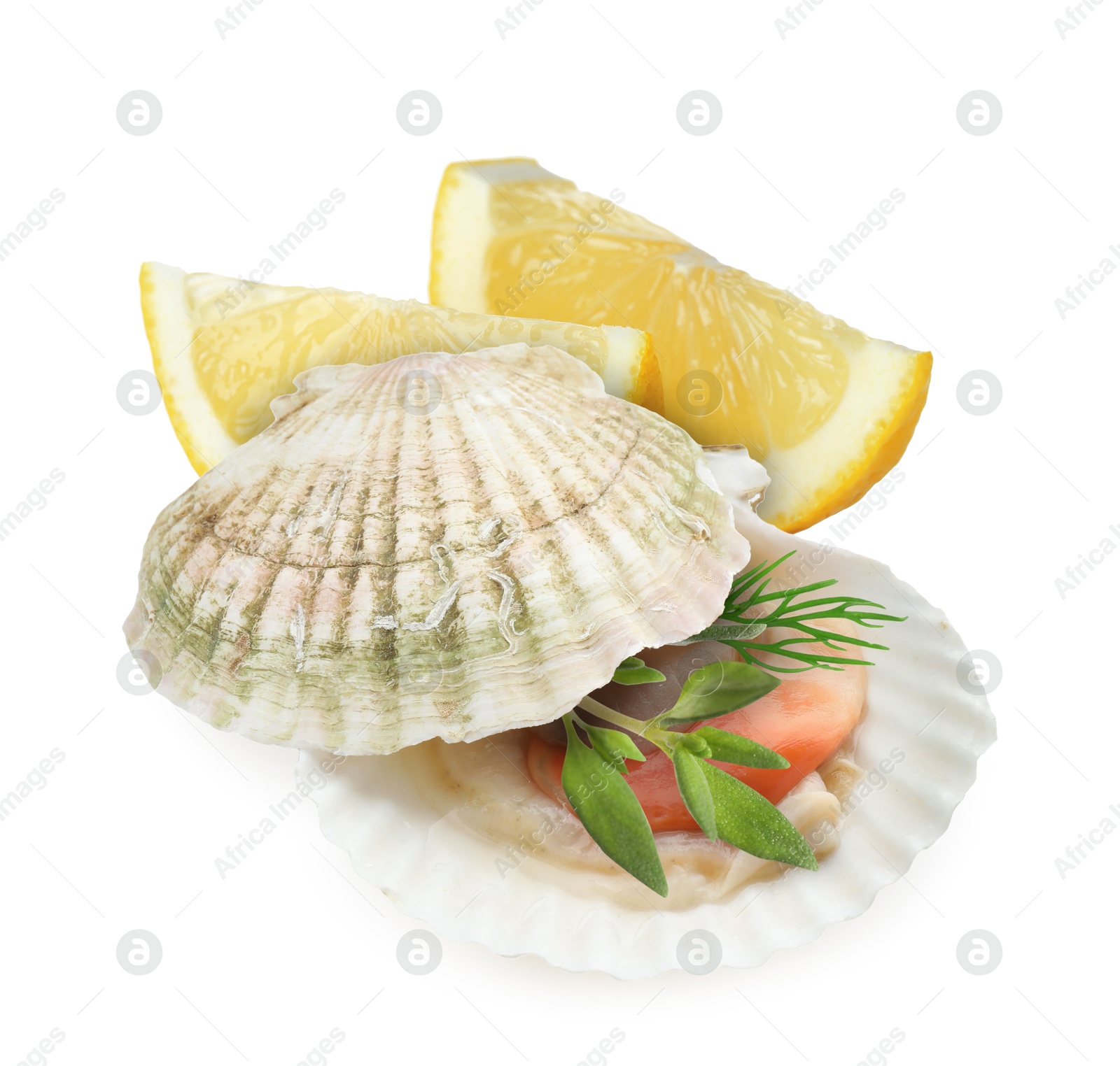 Image of Scallop in shell, lemon and herbs on white background