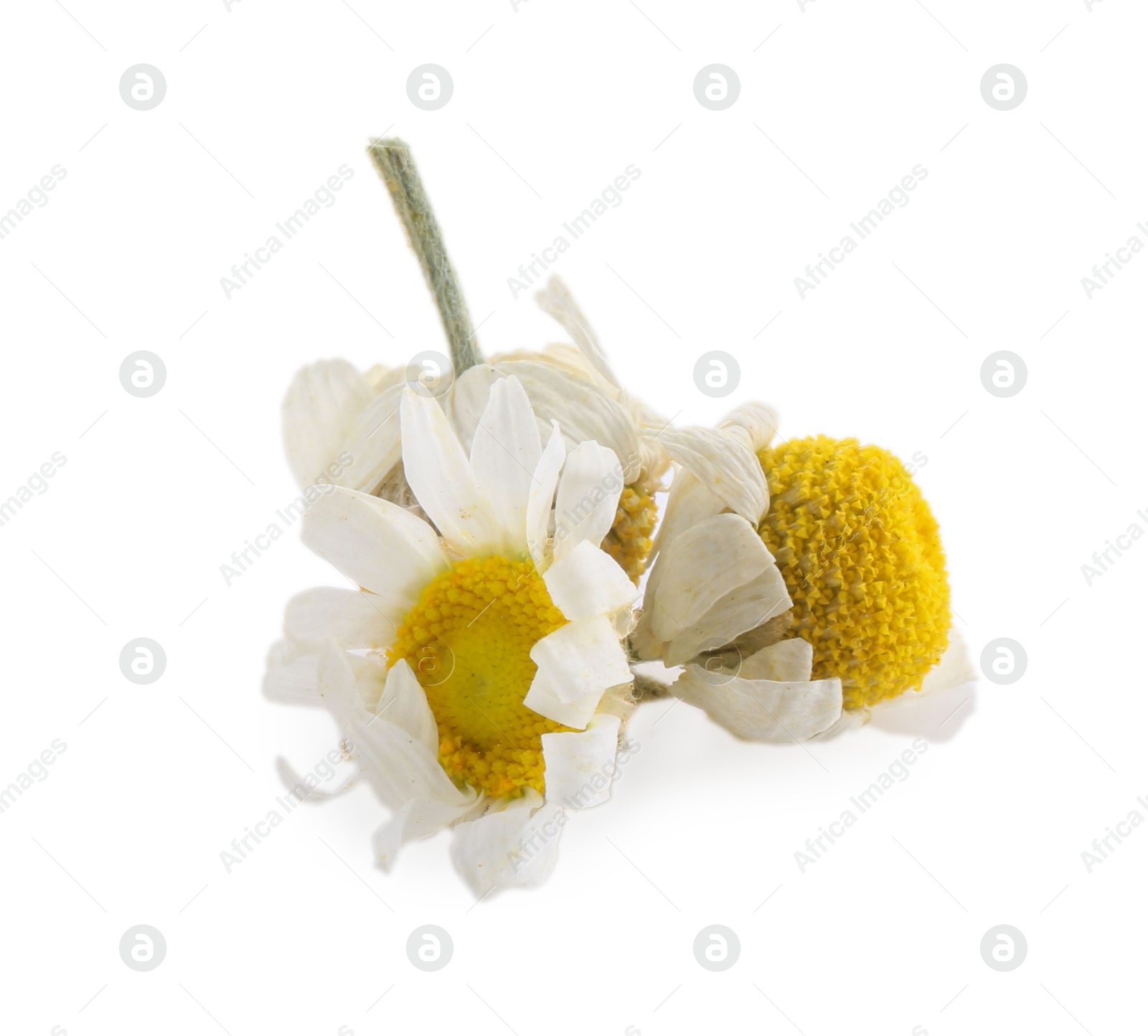 Photo of Beautiful natural chamomile flowers isolated on white